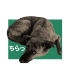 名犬 モモ（個別スタンプ：1）