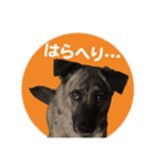 名犬 モモ（個別スタンプ：3）