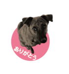 名犬 モモ（個別スタンプ：4）