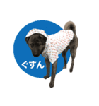 名犬 モモ（個別スタンプ：5）