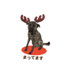 名犬 モモ（個別スタンプ：6）