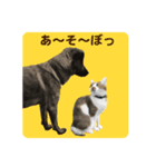 名犬 モモ（個別スタンプ：13）