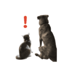 名犬 モモ（個別スタンプ：14）