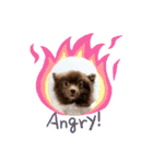 かわいい犬です（個別スタンプ：1）
