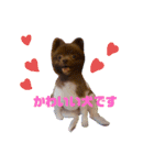 かわいい犬です（個別スタンプ：2）