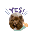かわいい犬です（個別スタンプ：3）