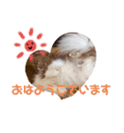 かわいい犬です（個別スタンプ：6）
