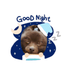 かわいい犬です（個別スタンプ：7）