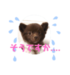 かわいい犬です（個別スタンプ：8）