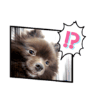 かわいい犬です（個別スタンプ：9）
