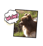 かわいい犬です（個別スタンプ：10）