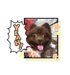 かわいい犬です（個別スタンプ：11）