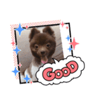 かわいい犬です（個別スタンプ：12）