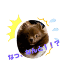 かわいい犬です（個別スタンプ：15）
