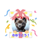 かわいい犬です（個別スタンプ：16）