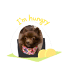 かわいい犬です（個別スタンプ：17）