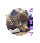 かわいい犬です（個別スタンプ：22）