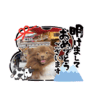 かわいい犬です（個別スタンプ：24）