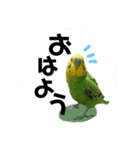 わが家のインコ達 3（個別スタンプ：1）