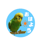 わが家のインコ達 3（個別スタンプ：2）