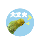 わが家のインコ達 3（個別スタンプ：4）