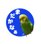 わが家のインコ達 3（個別スタンプ：5）