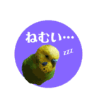 わが家のインコ達 3（個別スタンプ：6）