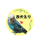 わが家のインコ達 3（個別スタンプ：9）