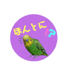 わが家のインコ達 3（個別スタンプ：10）