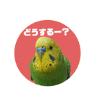 わが家のインコ達 3（個別スタンプ：11）