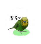 わが家のインコ達 3（個別スタンプ：12）