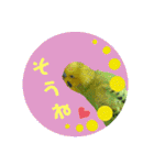 わが家のインコ達 3（個別スタンプ：13）