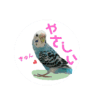 わが家のインコ達 3（個別スタンプ：14）