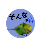 わが家のインコ達 3（個別スタンプ：15）