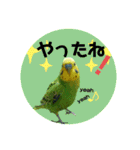 わが家のインコ達 3（個別スタンプ：16）