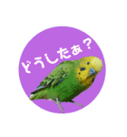 わが家のインコ達 3（個別スタンプ：17）