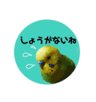 わが家のインコ達 3（個別スタンプ：19）