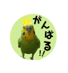 わが家のインコ達 3（個別スタンプ：22）