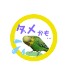 わが家のインコ達 3（個別スタンプ：23）