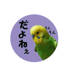 わが家のインコ達 3（個別スタンプ：24）