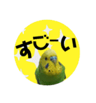 わが家のインコ達 3（個別スタンプ：25）