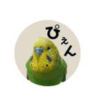 わが家のインコ達 3（個別スタンプ：26）