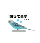 わが家のインコ達 3（個別スタンプ：27）