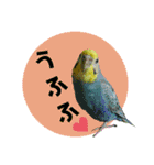 わが家のインコ達 3（個別スタンプ：29）