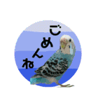 わが家のインコ達 3（個別スタンプ：30）