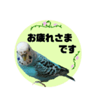 わが家のインコ達 3（個別スタンプ：32）