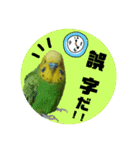 わが家のインコ達 3（個別スタンプ：34）