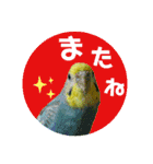 わが家のインコ達 3（個別スタンプ：36）