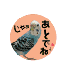 わが家のインコ達 3（個別スタンプ：38）