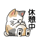 猫大好き！その38（個別スタンプ：37）